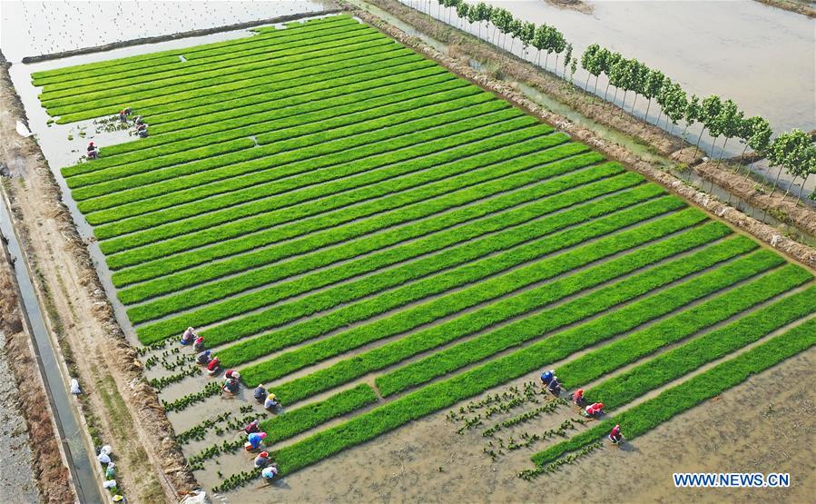 Agricultores siembran plántulas de arroz en suelo salino en el Jiangsu
