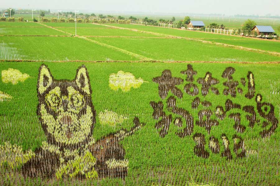 Un arrozal con imágenes 3D se convierte en una atracción de Shenyang