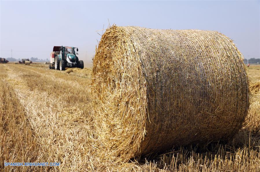 Agricultores empacan paja de trigo como materiales para plantas de energía