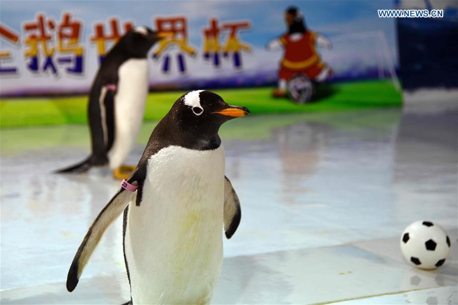 Graciosos pingüinos juegan al fútbol en Harbin