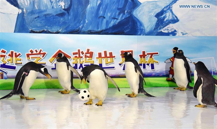 Graciosos pingüinos juegan al fútbol en Harbin