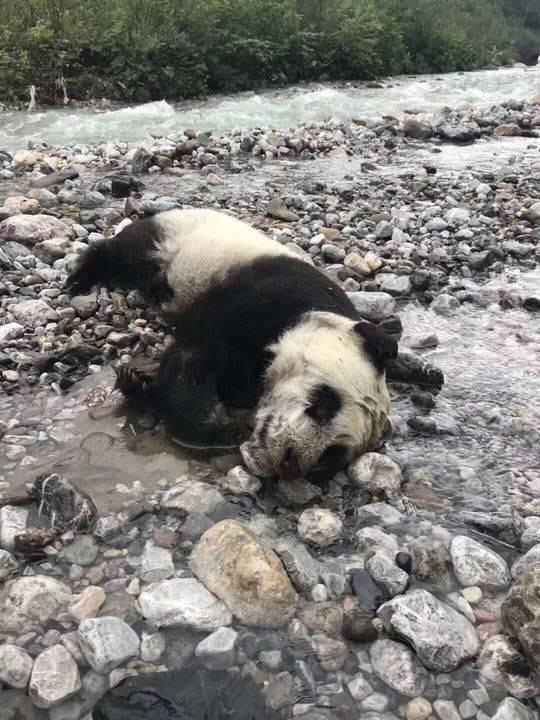 Cría de panda gigante se ahoga posiblemente debido a fuertes lluvias en China
