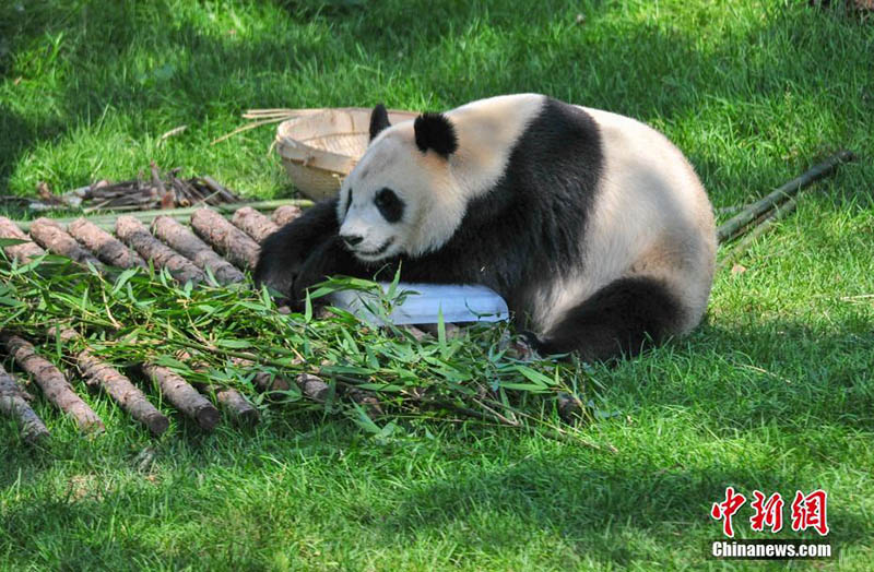 Zoológico chino ayuda a los pandas gigantes a vencer el calor del verano