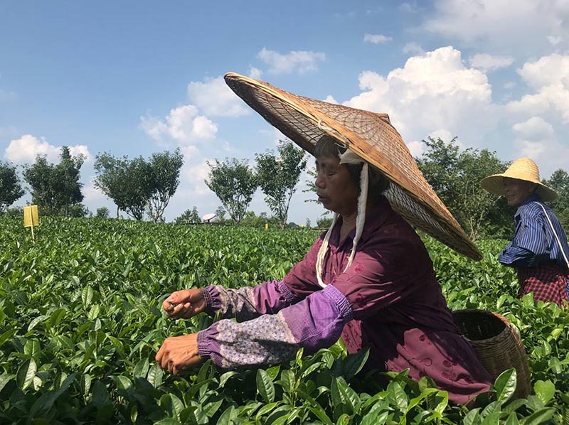 La industria del té transforma al empobrecido municipio Meitan en un motor económico regional