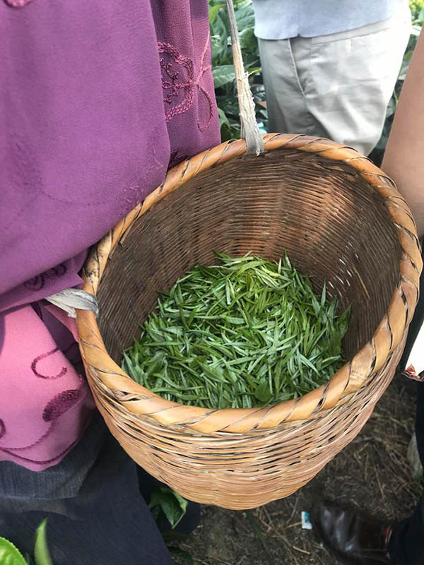 La industria del té transforma al empobrecido municipio Meitan en un motor económico regional