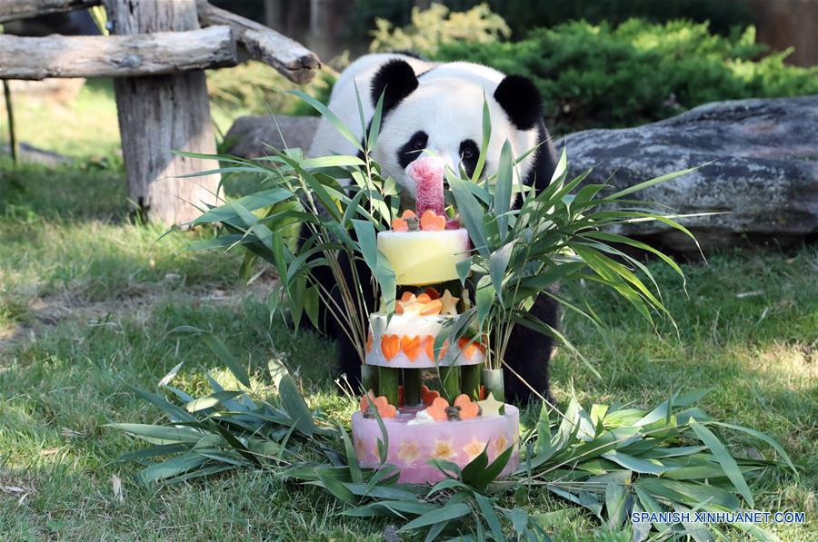 El cachorro de panda gigante "Yuan Meng" se acerca a su tarta de cumpleaños durante la ceremonia de celebración de su cumpleaños llevada a cabo en el parque zoológico ZooParc de Beauval, en Saint-Aignan, Francia, el 4 de agosto de 2018. (Xinhua/ZooParc de Beauval)