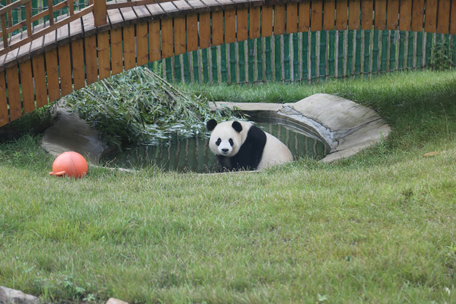 Refrescándose del calor al estilo Panda