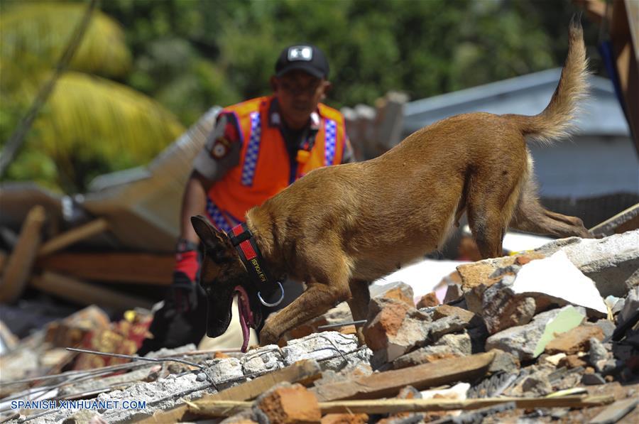 LOMBOK, agosto 8, 2018 (Xinhua) -- Un perro de rescate participa en la búsqueda de víctimas entre los escombros causados por el terremoto, en Lombok Septentrional, en la provincia de Nusa Tenggara Occidental, Indonesia, el 8 de agosto de 2018. (Xinhua/Zulkarnain)