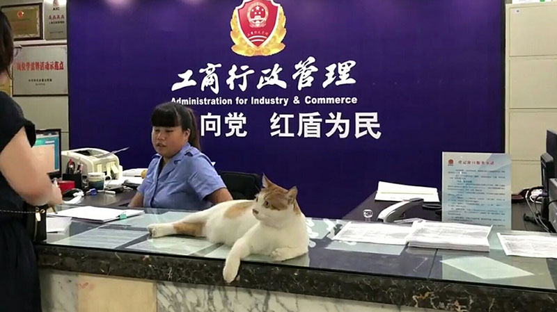 Una oficina recluta a un gato para cazar ratas y mediar con el público
