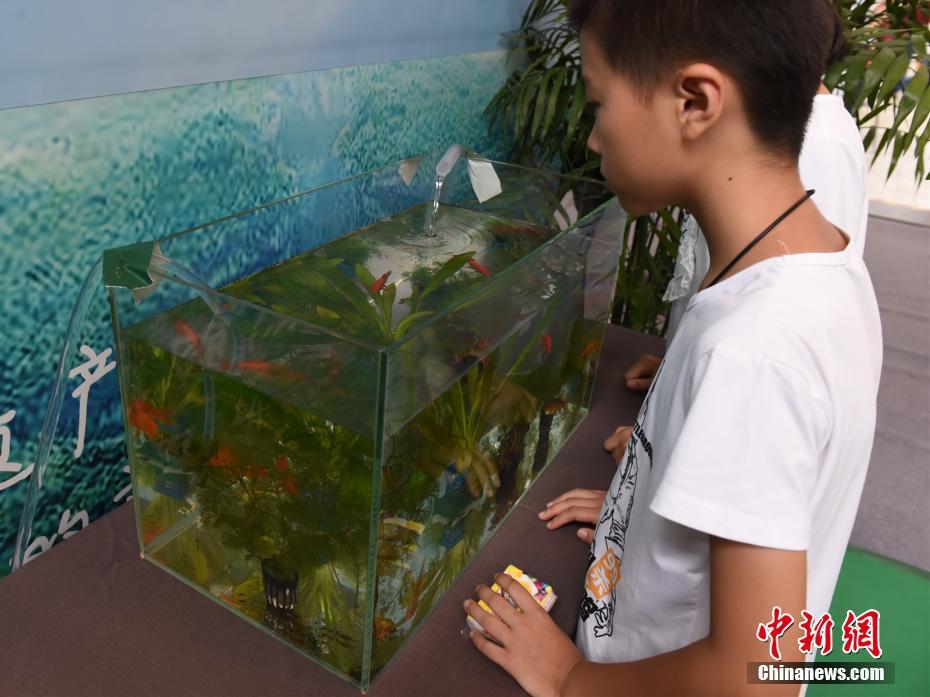 Un niño observa los peces criados en el estanque de agua de inodoro inteligente purificada. (Foto: Zhou Yi)