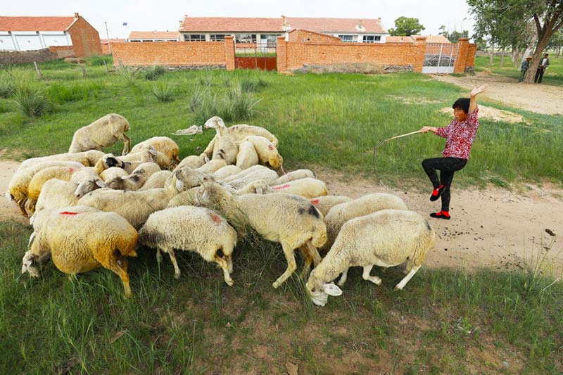 Bai Zhimei, de 57 años, practica el "Yoga de Yugouliang" mientras pastorea ovejas. [Foto: Zhu Xingxin/China Daily]