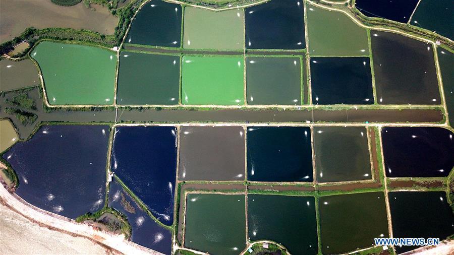 Espléndidos estanques para el cultivo del camarón en Guangxi