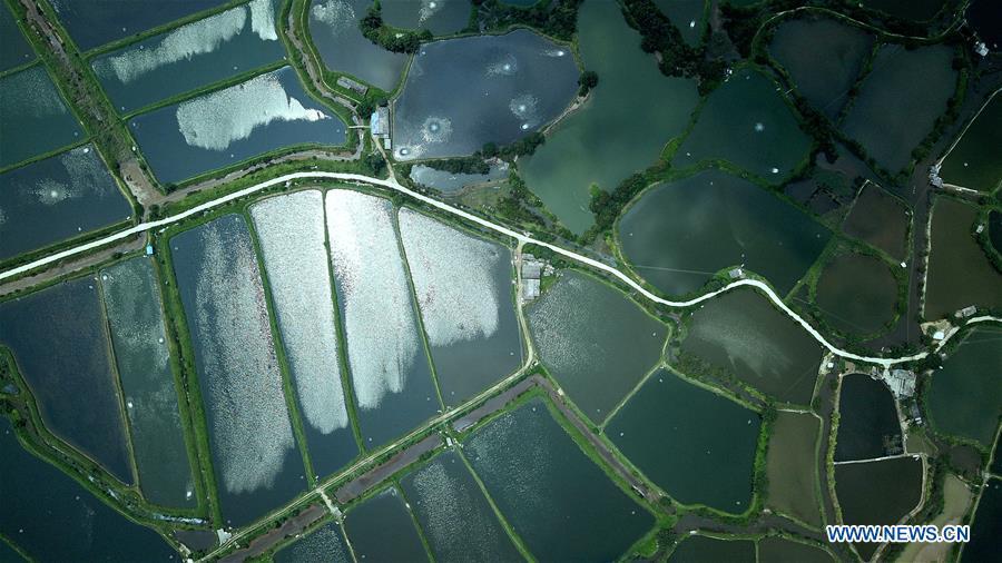 Espléndidos estanques para el cultivo del camarón en Guangxi