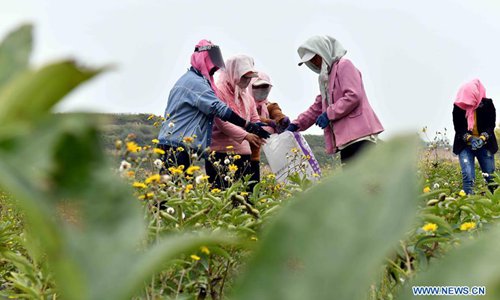 La plantación de peonía crea oportunidades de trabajo para la población pobre de Ningxia 