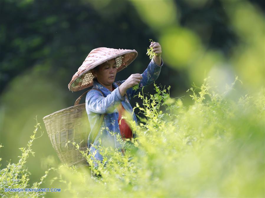 Hunan: Agricultoras recolectan hojas de té en una base en Zhangjiajie