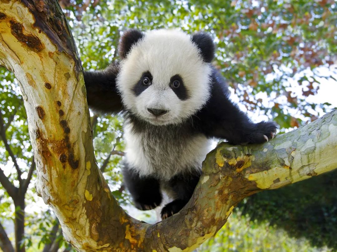 Fotógrafo de 64 años dedica 26 años a documentar la vida de los pandas gigantes