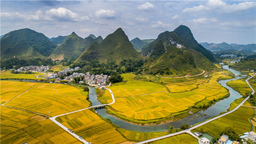 Campos de arroz de otoño en el suroeste de China