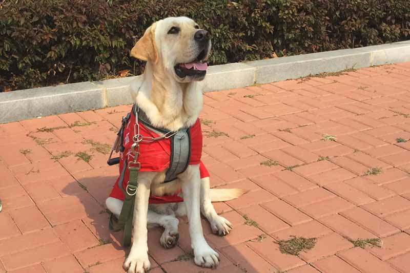 Elsa, un perro guía preparado para ayudar a los discapacitados visuales, practica en el Centro de Entrenamiento de Perros Guía de China, ubicado en la Universidad Médica de Dalian, provincia de Liaoning, 13 de octubre del 2018. [Foto: Xu He]