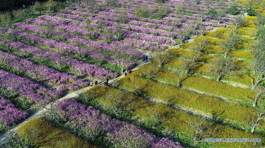 Jiangsu: Vista aérea de turistas visitando un jardín de flores cosmos
