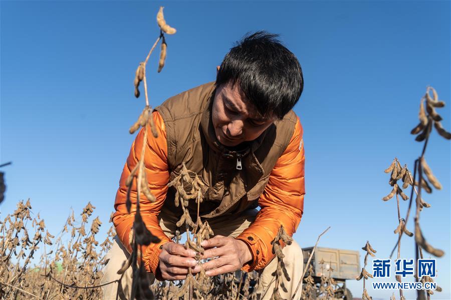 Ying Junfeng verifica la soja en las tierras de cultivo (foto tomada el 19 de octubre). Agencia de Noticias Xinhua, reportero Zhang Ruoxuan.