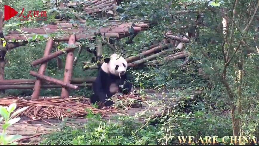 Belleza en su máxima expresión - Mira a los cachorros de panda devorar toneladas de bambú como desayuno