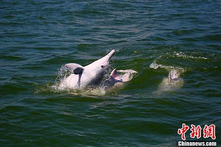 China protegerá a los delfines tras la apertura del puente Hong Kong-Zhuhai-Macao