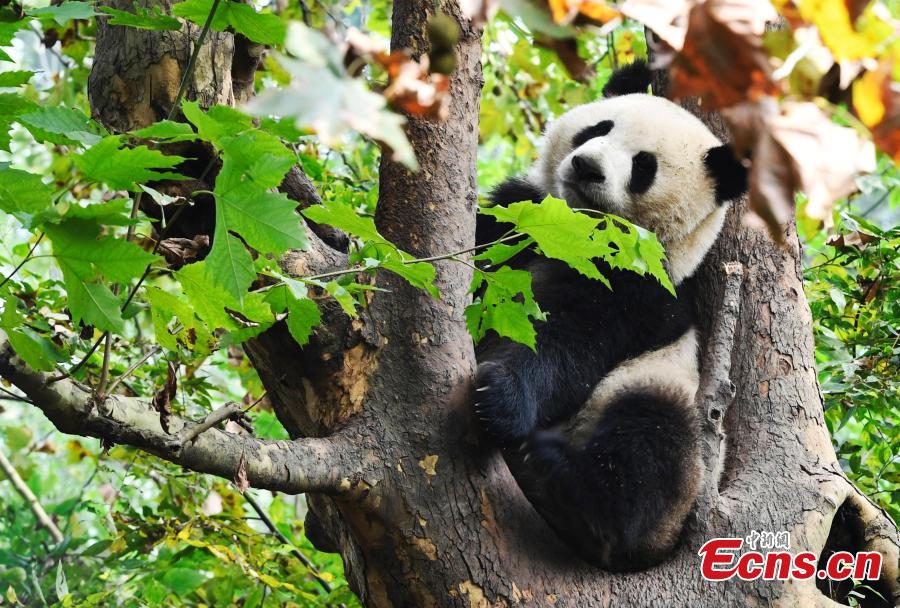 Los pandas gigantes disfrutan del otoño en Chengdu