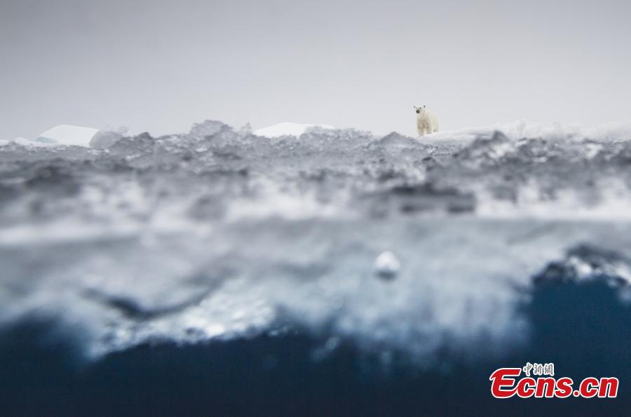 En la categoría de mamíferos, Ole Jorgen Liodden, de Noruega, fue finalista del Concurso Fotográfico Europeo de Vida Silvestre 2018 con su foto "El mundo del Oso Polar". (Foto: Agencias) 