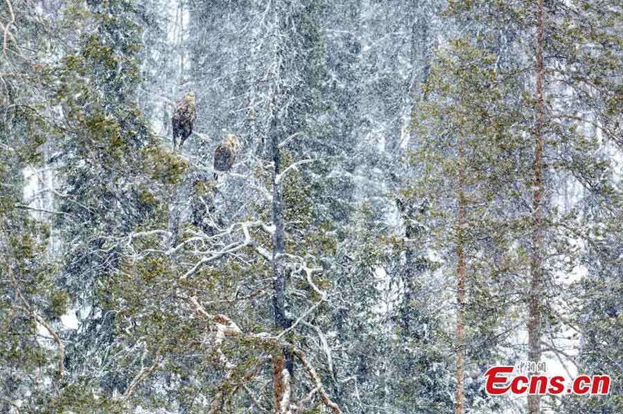 En la categoría de aves, Andrés Miguel, fue finalista del Concurso Fotográfico Europeo de Vida Silvestre 2018 con su foto "Tempestad de nieve". (Foto: Agencias)