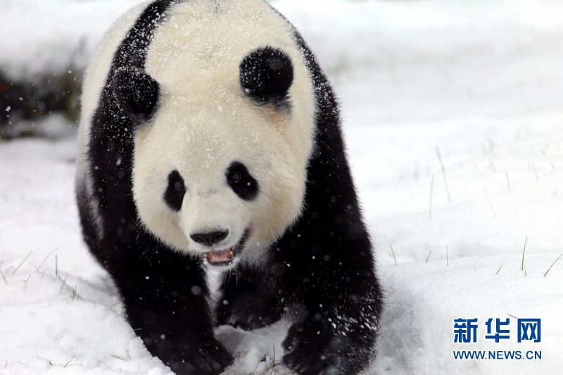 Los pandas gigantes disfrutan de la nieve en la zona más septentrional de China