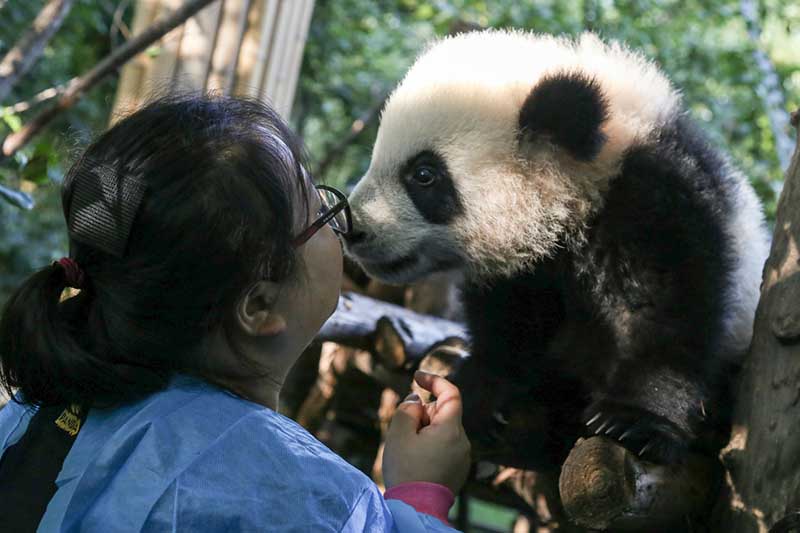Un criador Base de Investigación y Cría del Panda Gigante de Chengdu, en la provincia de Sichuan se encarga de un panda recién nacido. [Foto: Chen Cheng/ Chinadaily.com.cn] 