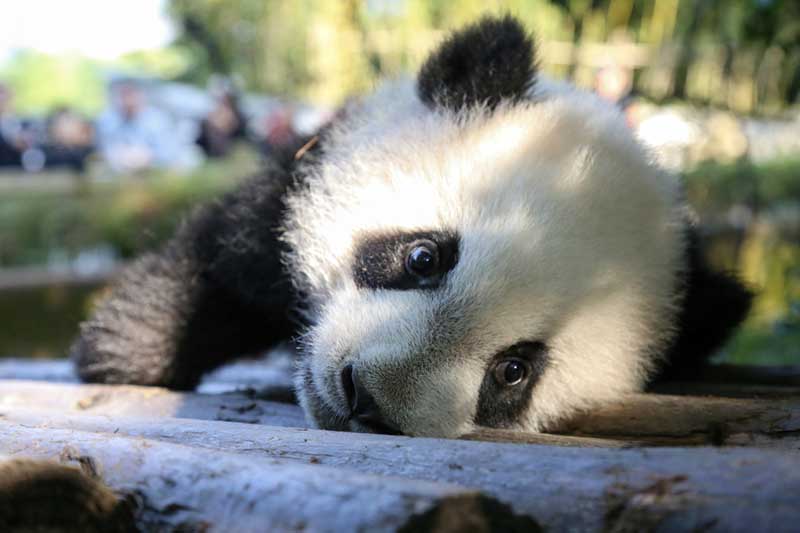 Un cachorro de Panda recién nacido permanece en la Base de Investigación y Cría del Panda Gigante de Chengdu, en la provincia de Sichuan. [Foto: Chen Cheng/ Chinadaily.com.cn]