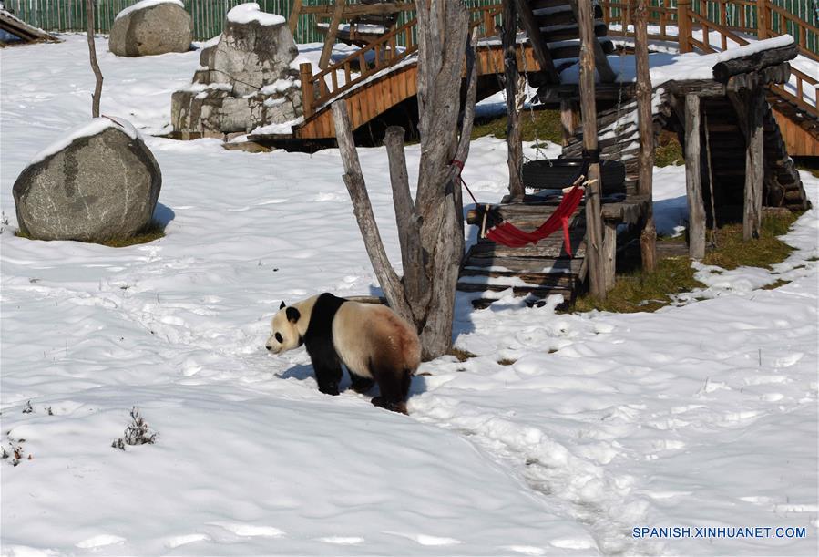 El panda gigante "Youyou" en la Casa del Panda Gigante de Yabuli