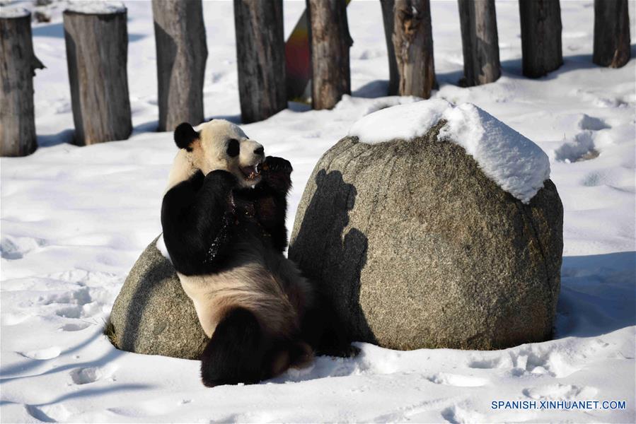 El panda gigante "Youyou" en la Casa del Panda Gigante de Yabuli