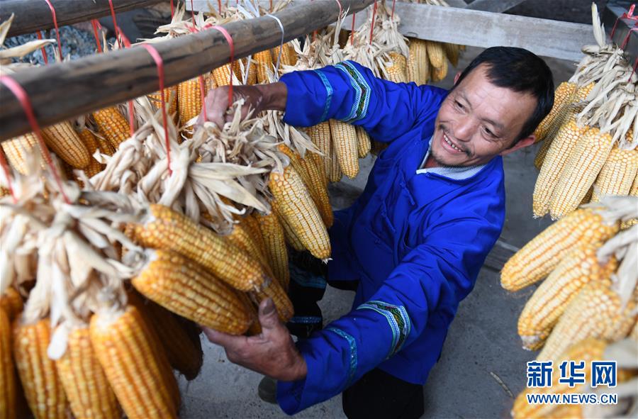 El 14 de noviembre, el padre de Hou Guangzu, Wang Chengjian, seca el maíz. Por Lu Bo'an, Agencia de Noticias Xinhua.