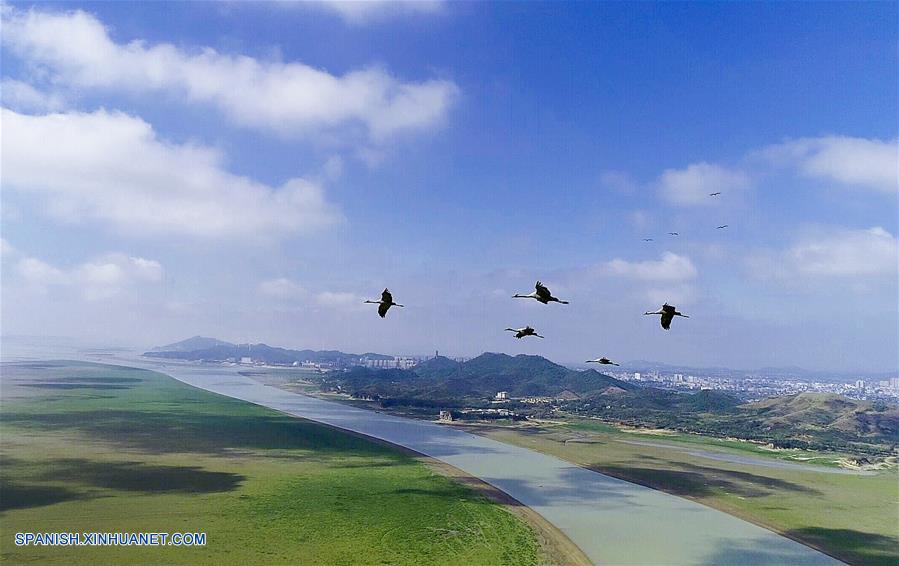 Jiangxi: Grullas grises en humedal Duchang de Lago Poyang