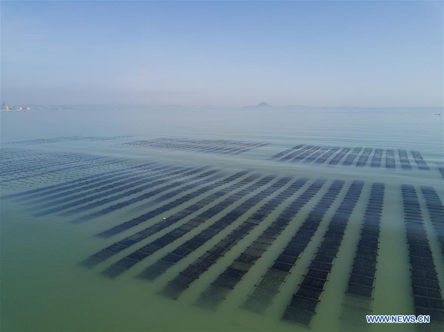 Pescadores recolectan algas marinas en Fujian