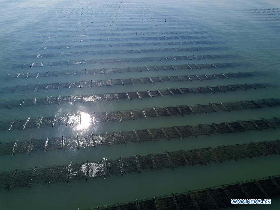 Pescadores recolectan algas marinas en Fujian