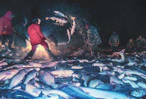 Los peces emergen a la superficie del lago Chagan. [Foto: proporcionada]