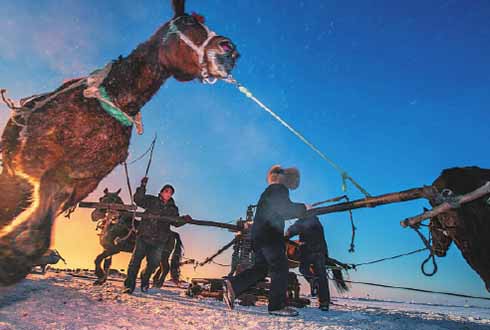 Los caballos ayudan a taladrar la superficie congelada del lago Chagan. [Foto: proporcionada]