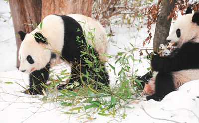 Panda regresado de EE. UU. expuesto en público en China