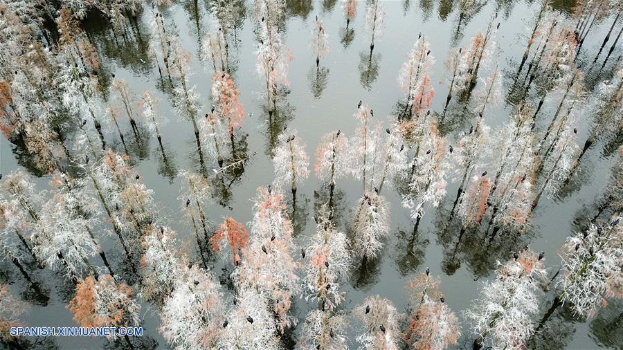 Anhui: Vista aérea de los cipreses de estanque y las aves en Parque Nacional de Humedales del lago Chishan