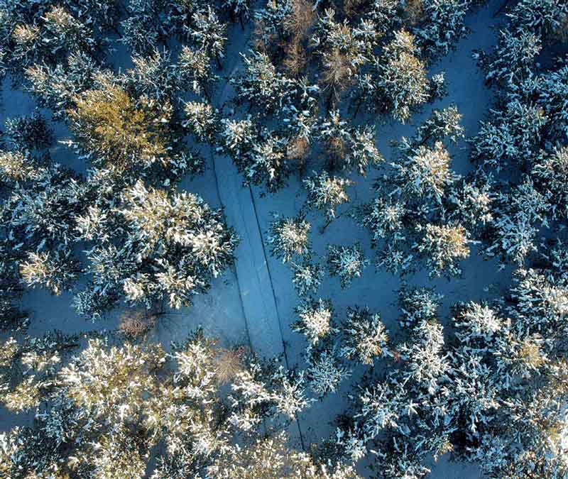 Bosque de pinos nevados en Mohe, la ciudad más septentrional de China. [Foto: Chu Fuchao/ Chinadaily.com.cn]