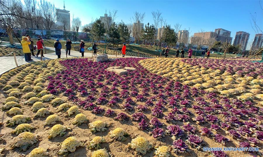 Decoración de plantas de col en el Parque Yuyuantan