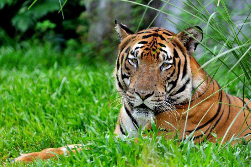Envían al espacio ADN de tigre en peligro de extinción 