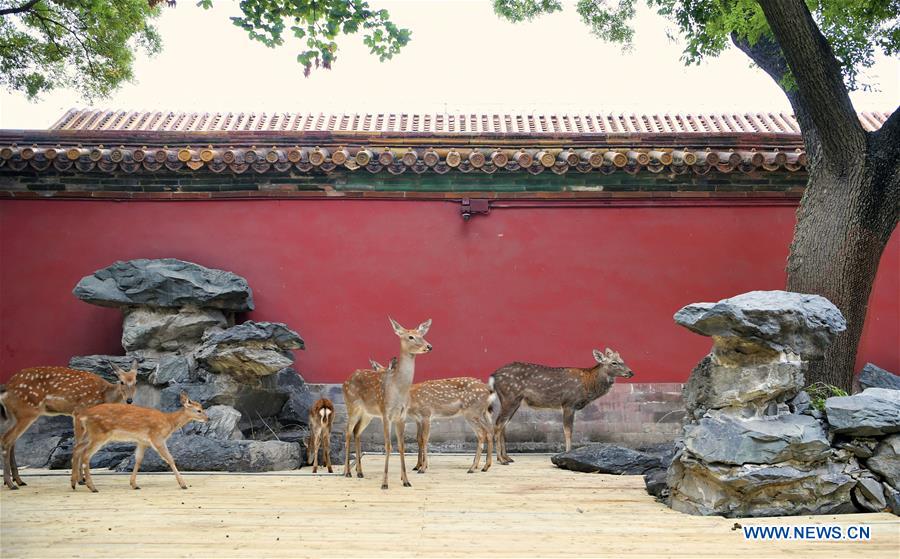 Ciervos sica en el Museo del Palacio en Beijing
