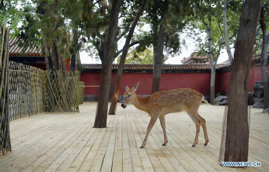 Ciervos sica en el Museo del Palacio en Beijing