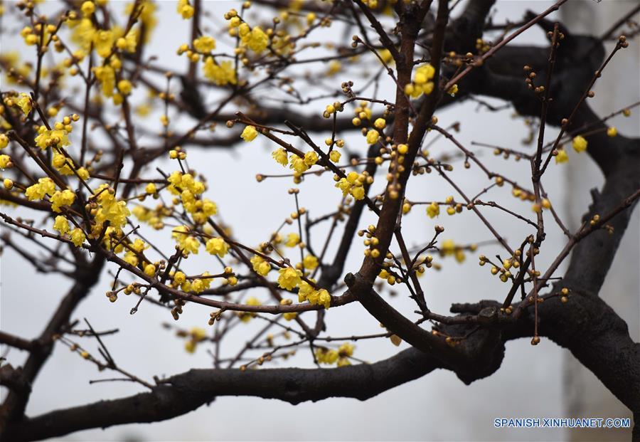 Vista de las flores de ciruelo bajo la lluvia en Huai'an