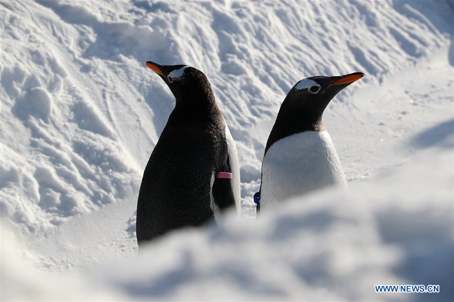 Pingüinos juegan al aire libre en el Parque Temático Mundo Polar de Harbin, Heilongjiang, 24 de diciembre del 2018. (Foto: Xinhua/ Cao Jiyang)