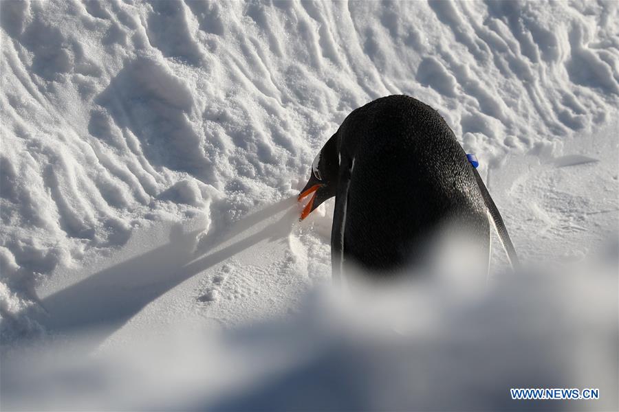 Pingüinos juegan al aire libre en el Parque Temático Mundo Polar de Harbin, Heilongjiang, 24 de diciembre del 2018. (Foto: Xinhua/ Cao Jiyang)